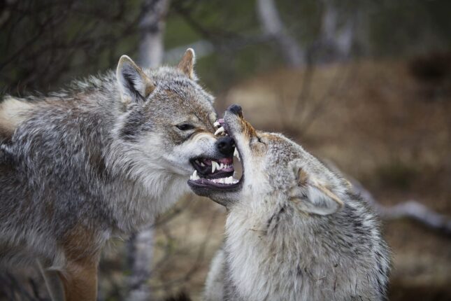 Twi wolves play fighting in a forest. The fight represent the conflict between achieving efficiency and service level in QC labs